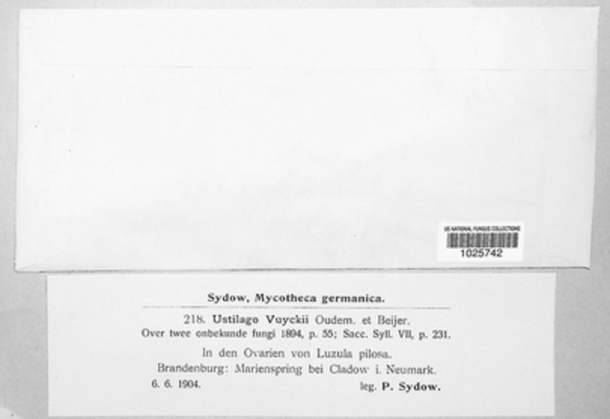 Bauerago vuyckii image